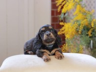 Miniature_Dachshund_4436