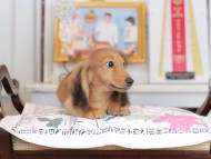 Miniature_Dachshund_4436 Miniature_Dachshund_4436