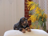 Miniature_Dachshund_4443