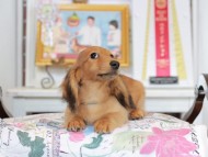 Miniature_Dachshund_4444 Miniature_Dachshund_4444