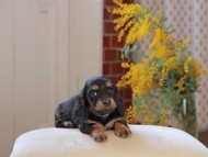 Miniature_Dachshund_4445