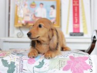 Miniature_Dachshund_4447 Miniature_Dachshund_4447