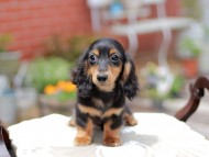 Miniature_Dachshund_4449