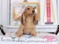 Miniature_Dachshund_4453 Miniature_Dachshund_4453