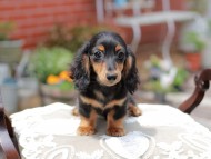 Miniature_Dachshund_4453 Miniature_Dachshund_4453