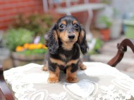 Miniature_Dachshund_4456