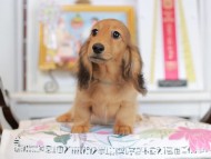 Miniature_Dachshund_4466