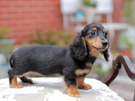 Miniature_Dachshund_4468 Miniature_Dachshund_4468