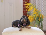 Miniature_Dachshund_4472