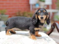 Miniature_Dachshund_4476