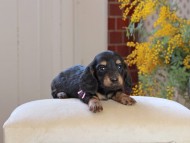 Miniature_Dachshund_4477