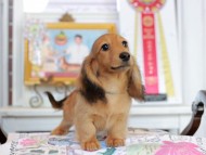 Miniature_Dachshund_4483