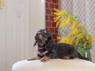 Miniature_Dachshund_4484
