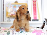 Miniature_Dachshund_4488 Miniature_Dachshund_4488