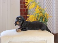 Miniature_Dachshund_4489