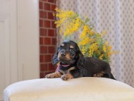 Miniature_Dachshund_4491