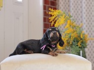 Miniature_Dachshund_4494
