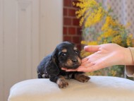 Miniature_Dachshund_4499