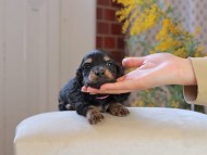 Miniature_Dachshund_4501