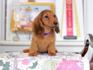Miniature_Dachshund_4525