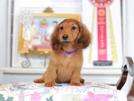 Miniature_Dachshund_4534