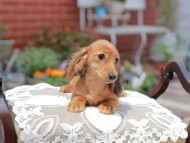 Miniature_Dachshund_4535 Miniature_Dachshund_4535