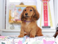 Miniature_Dachshund_4547