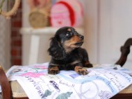Miniature_Dachshund_5316 Miniature_Dachshund_5316