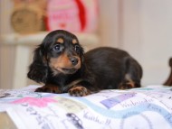 Miniature_Dachshund_5334