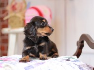 Miniature_Dachshund_5362