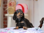 Miniature_Dachshund_5386 Miniature_Dachshund_5386