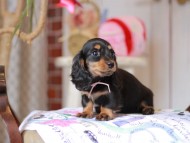 Miniature_Dachshund_5406