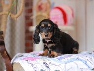 Miniature_Dachshund_5409 Miniature_Dachshund_5409