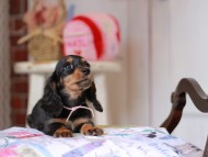 Miniature_Dachshund_5450