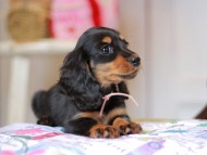 Miniature_Dachshund_5458