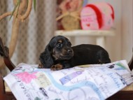 Miniature_Dachshund_5481