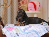 Miniature_Dachshund_5491