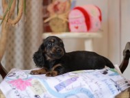 Miniature_Dachshund_5494