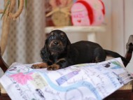 Miniature_Dachshund_5497 Miniature_Dachshund_5497