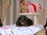 Miniature_Dachshund_5501