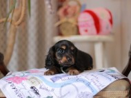 Miniature_Dachshund_5503