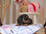 Miniature_Dachshund_5504 Miniature_Dachshund_5504