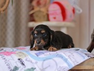 Miniature_Dachshund_5511