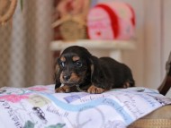 Miniature_Dachshund_5512