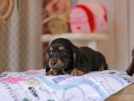 Miniature_Dachshund_5513 Miniature_Dachshund_5513