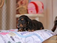Miniature_Dachshund_5514