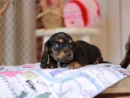 Miniature_Dachshund_5516