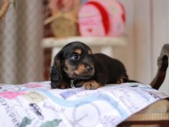 Miniature_Dachshund_5517
