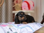 Miniature_Dachshund_5518