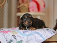 Miniature_Dachshund_5520
